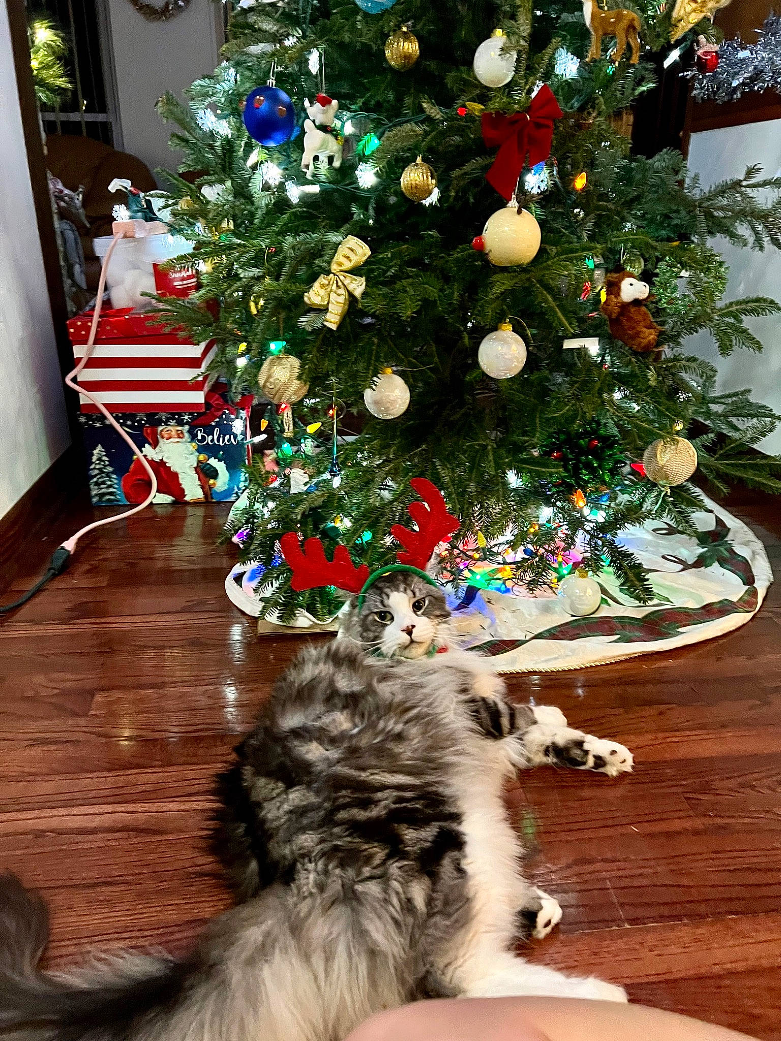 Marvel is registered to the contest to win money with this photo: carnivore, cat, christmas_decoration, christmas_ornament, christmas_tree, event, evergreen, fawn, felidae, green, hardwood, holiday_ornament, light, ornament, plant, small_to_medium_sized_cats, tail, tree, whiskers, wood
