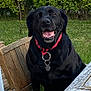dog, black_dog, labrador, pet, animal, collar, red_collar, chair, wooden_chair, table, wooden_table, outdoor, garden, grass, bushes, smiling, happy, sitting, daylight, nature