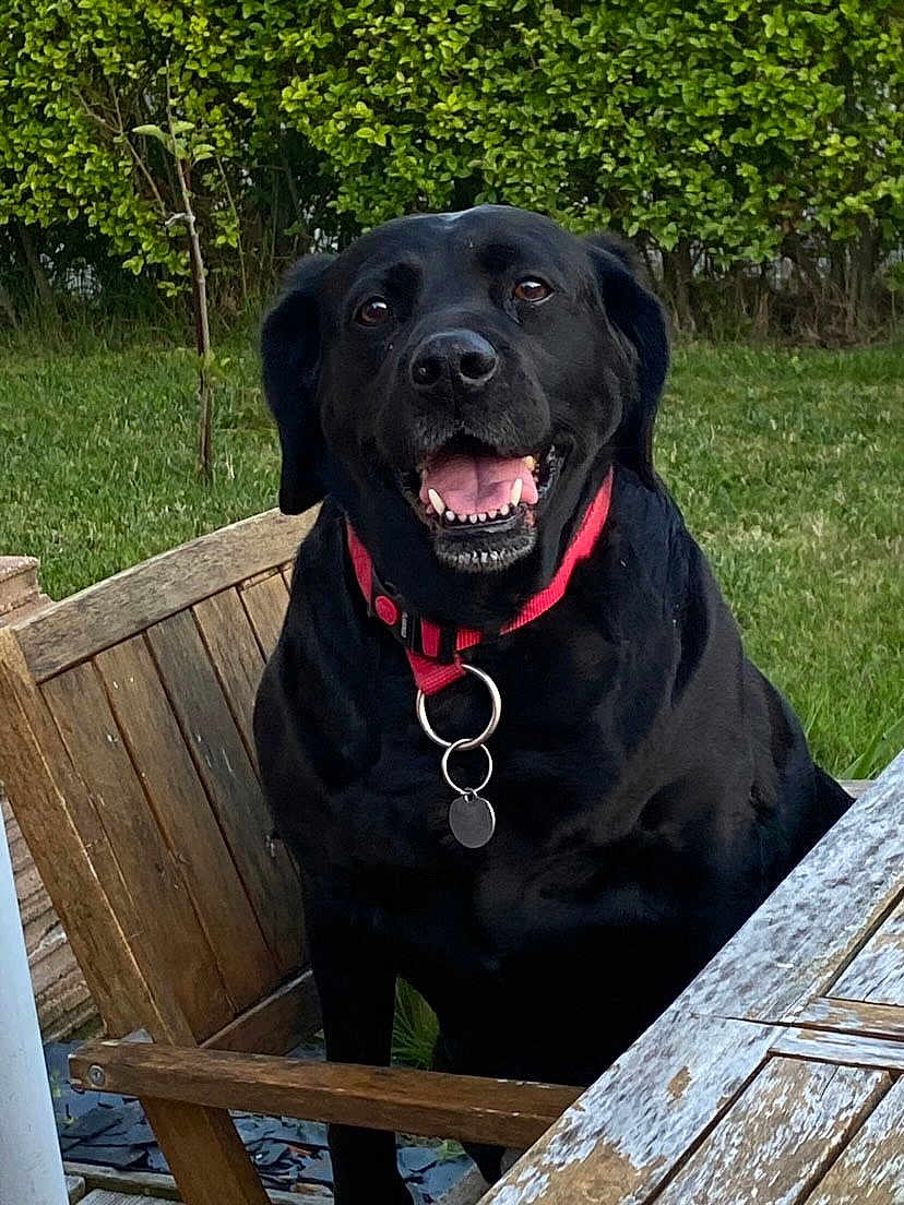 Izzy participe au concours pour gagner de l'argent avec cette photo : dog, black_dog, labrador, pet, animal, collar, red_collar, chair, wooden_chair, table, wooden_table, outdoor, garden, grass, bushes, smiling, happy, sitting, daylight, nature