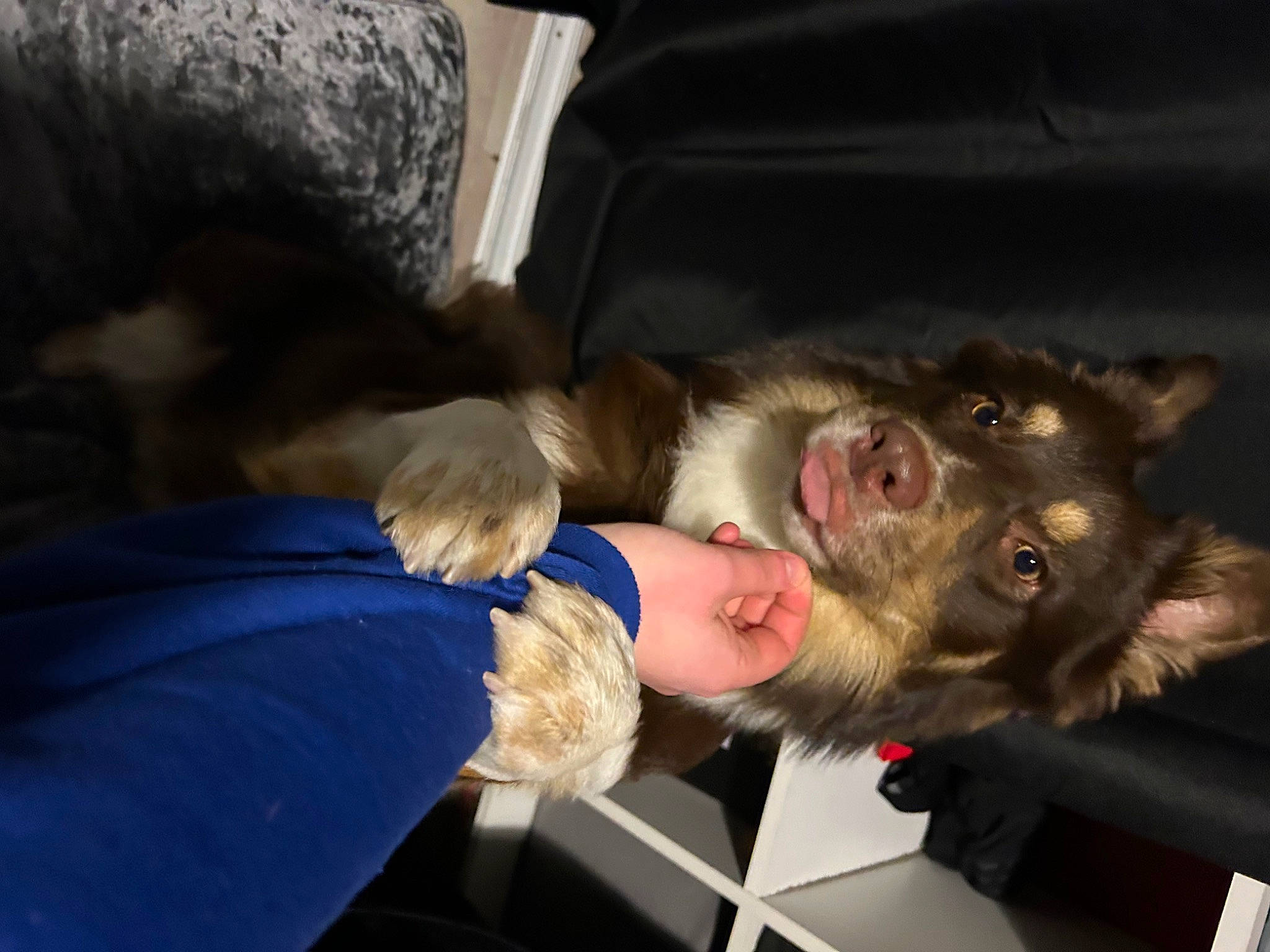 Togö participe au concours pour gagner de l'argent avec cette photo : canidae, comfort, companion_dog, dog_breed, ear, felidae, fur, gesture, jaw, sporting_group