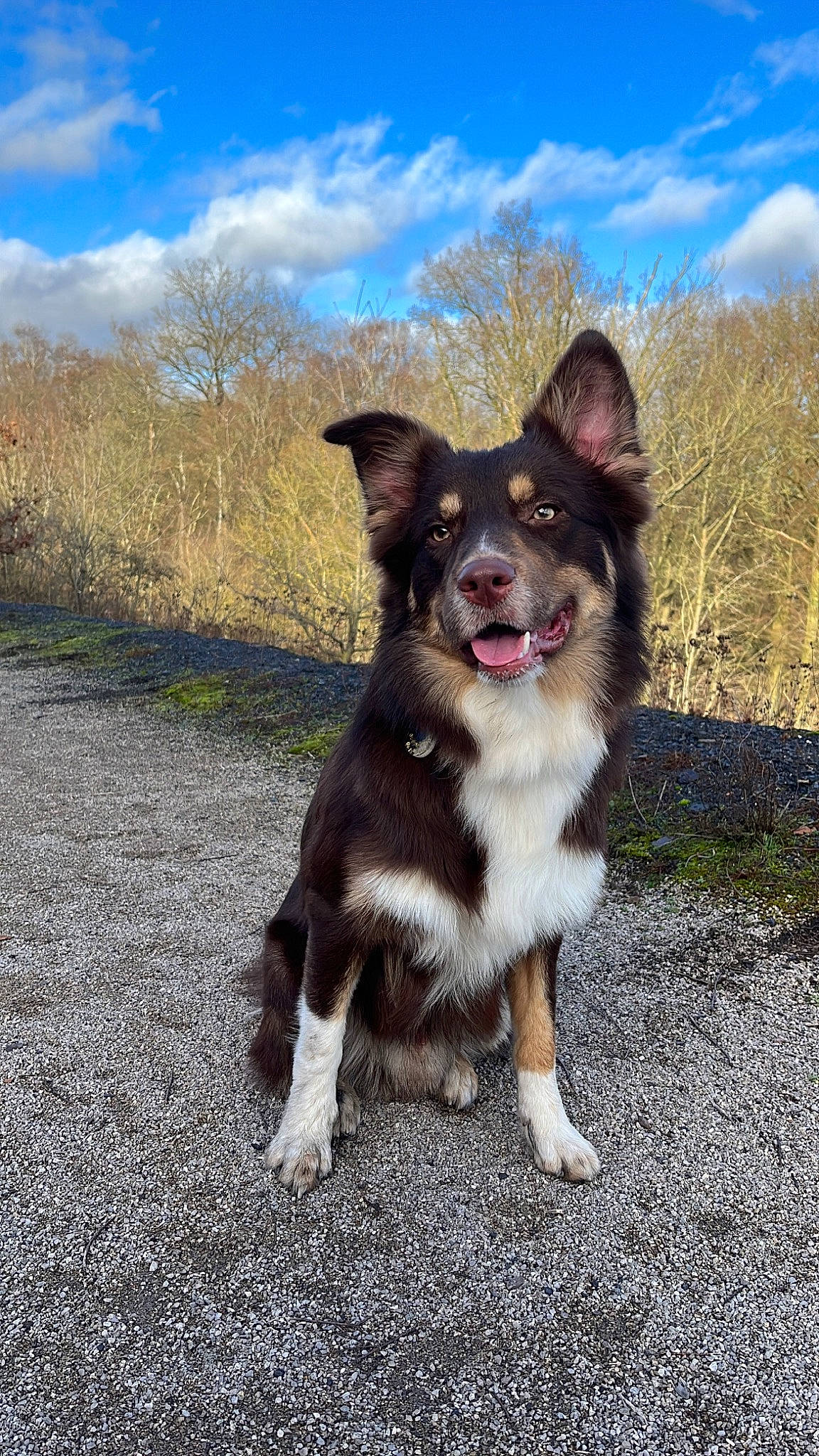 Togö participe au concours pour gagner de l'argent avec cette photo : carnivore, cloud, collar, companion_dog, dog, dog_breed, fawn, fur, grass, herding_dog, plant, road_surface, sky, snout, sporting_group, tail, tree, whiskers, working_animal, working_dog