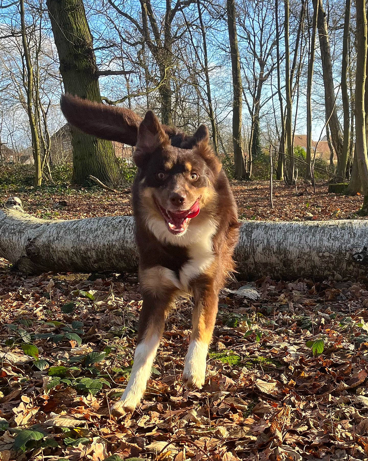 Togö participe au concours pour gagner de l'argent avec cette photo : canidae, canis, carnivore, companion_dog, dog, dog_breed, fawn, forest, fur, grass, plant, sky, soil, sporting_group, tail, terrestrial_animal, tree, wood, woodland, working_animal