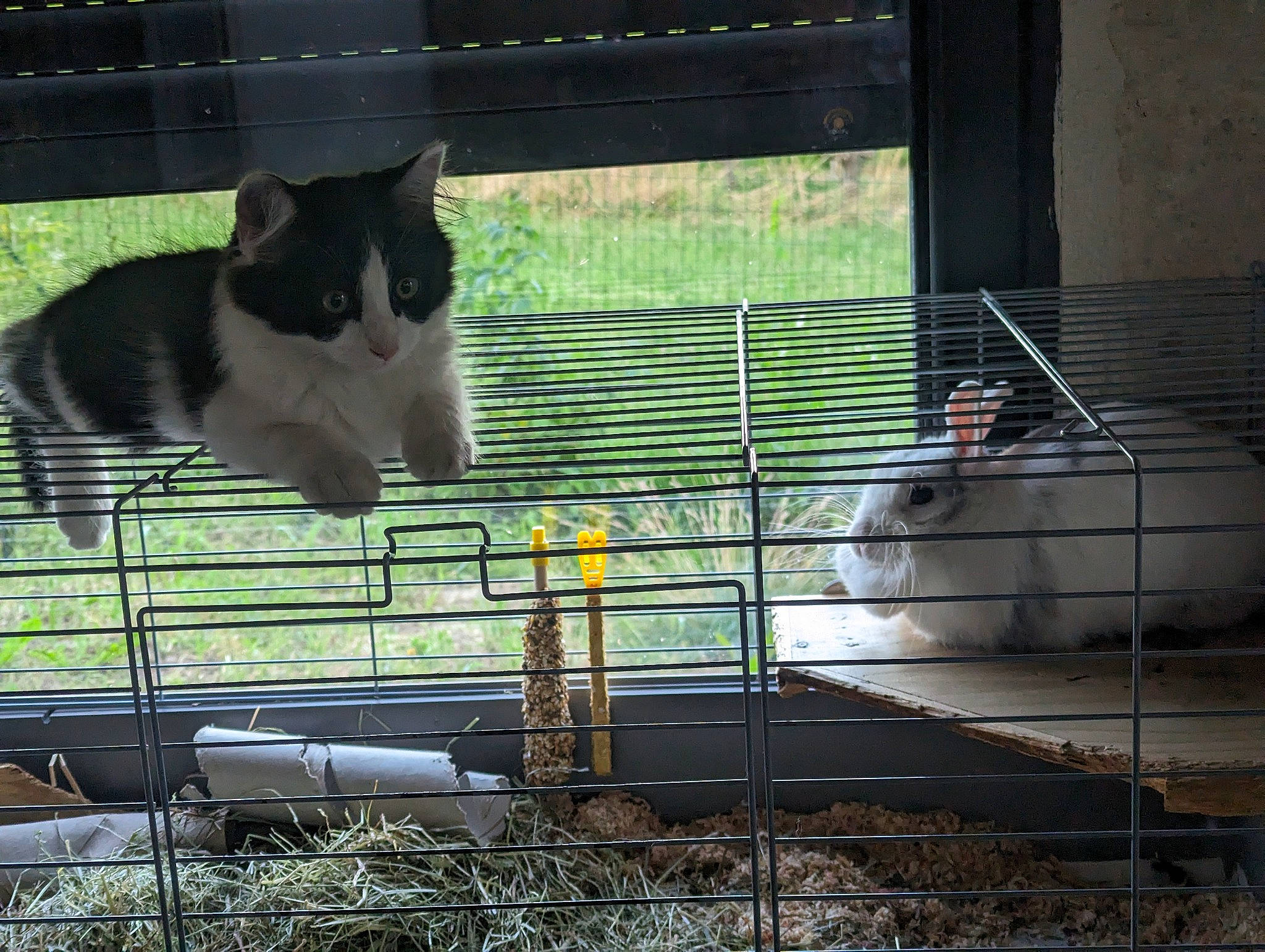 Michoko a rejoint le concours — aidez-le/la à gagner de superbes lots ! animal_shelter, cage, carnivore, cat, domestic_short_haired_cat, felidae, fur, grass, mesh, metal, pet_supply, plant, shadow, small_to_medium_sized_cats, snout, steel, tail, tints_and_shades, whiskers, window