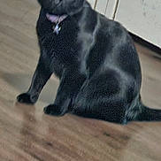 Loona joined the competition — help win amazing prizes! animal, black_cat, cabinet, cat, collar, domestic_animal, ears, eyes, feline, floor, fur, household, indoor, pet, reflection, sitting, tag, tail, whiskers, wooden_floor