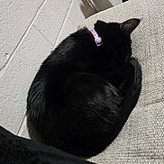 Loona is registered to the contest to win money with this photo: cat, black_cat, sleeping, curled_up, collar, pet, indoor, cozy, couch, furniture, texture, wall, relaxing, fur, animal, domestic, resting, quiet, soft, comfortable