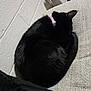 cat, black_cat, sleeping, curled_up, collar, pet, indoor, cozy, couch, furniture, texture, wall, relaxing, fur, animal, domestic, resting, quiet, soft, comfortable