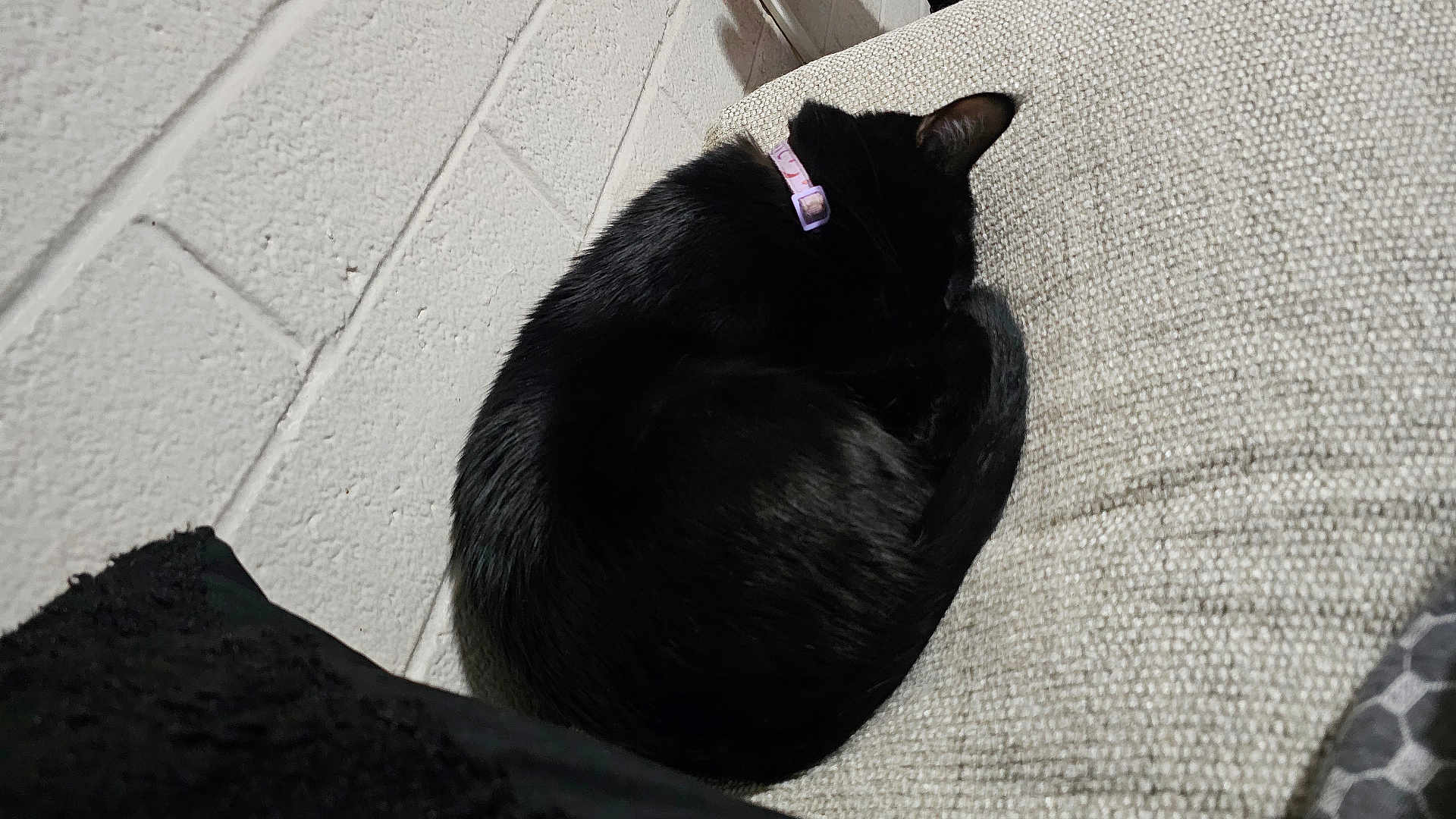 Loona is registered to the contest to win money with this photo: cat, black_cat, sleeping, curled_up, collar, pet, indoor, cozy, couch, furniture, texture, wall, relaxing, fur, animal, domestic, resting, quiet, soft, comfortable
