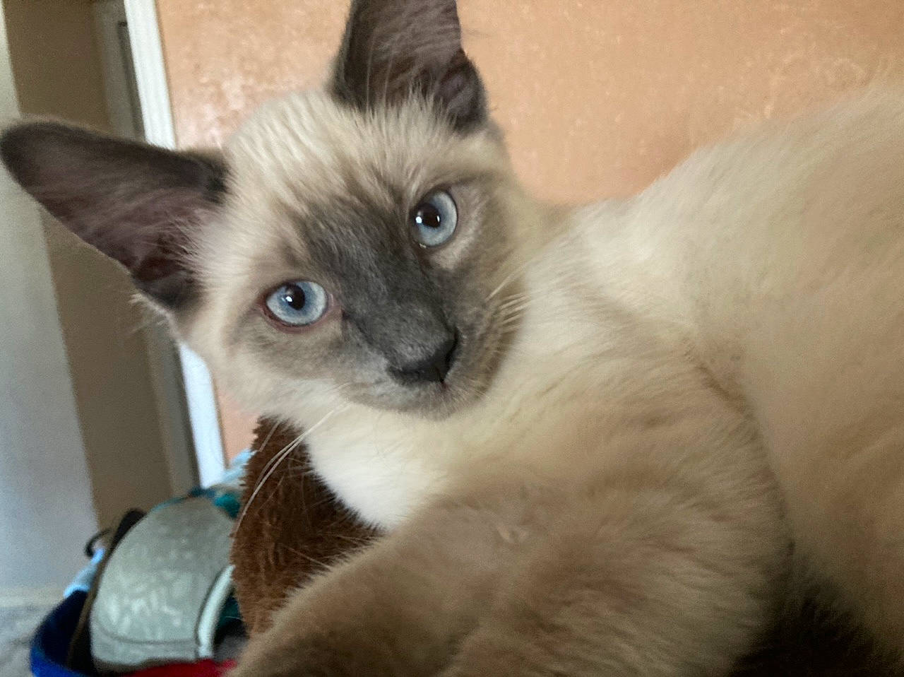 Chai joined the competition — help win amazing prizes! balinese, birman, carnivore, cat, fawn, felidae, fur, iris, siamese, small_to_medium_sized_cats, snout, terrestrial_animal, thai, whiskers