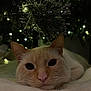 Royce is registered to the contest to win money with this photo: cat, animal, pet, close_up, feline, cute, eyes, whiskers, pink_nose, ears, fur, blanket, christmas_tree, lights, bokeh, pine_branch, decoration, cozy, resting, portrait