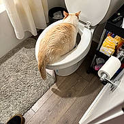 Royce joined the competition — help win amazing prizes! cat, toilet, bathroom, bathmat, shower_curtain, trash_can, toilet_paper_roll, hardwood_floor, storage_cart, toiletries, pet, indoor, orange_cat, sitting, rear_view, tail, shoe, door, ricepaper_style_light, candid