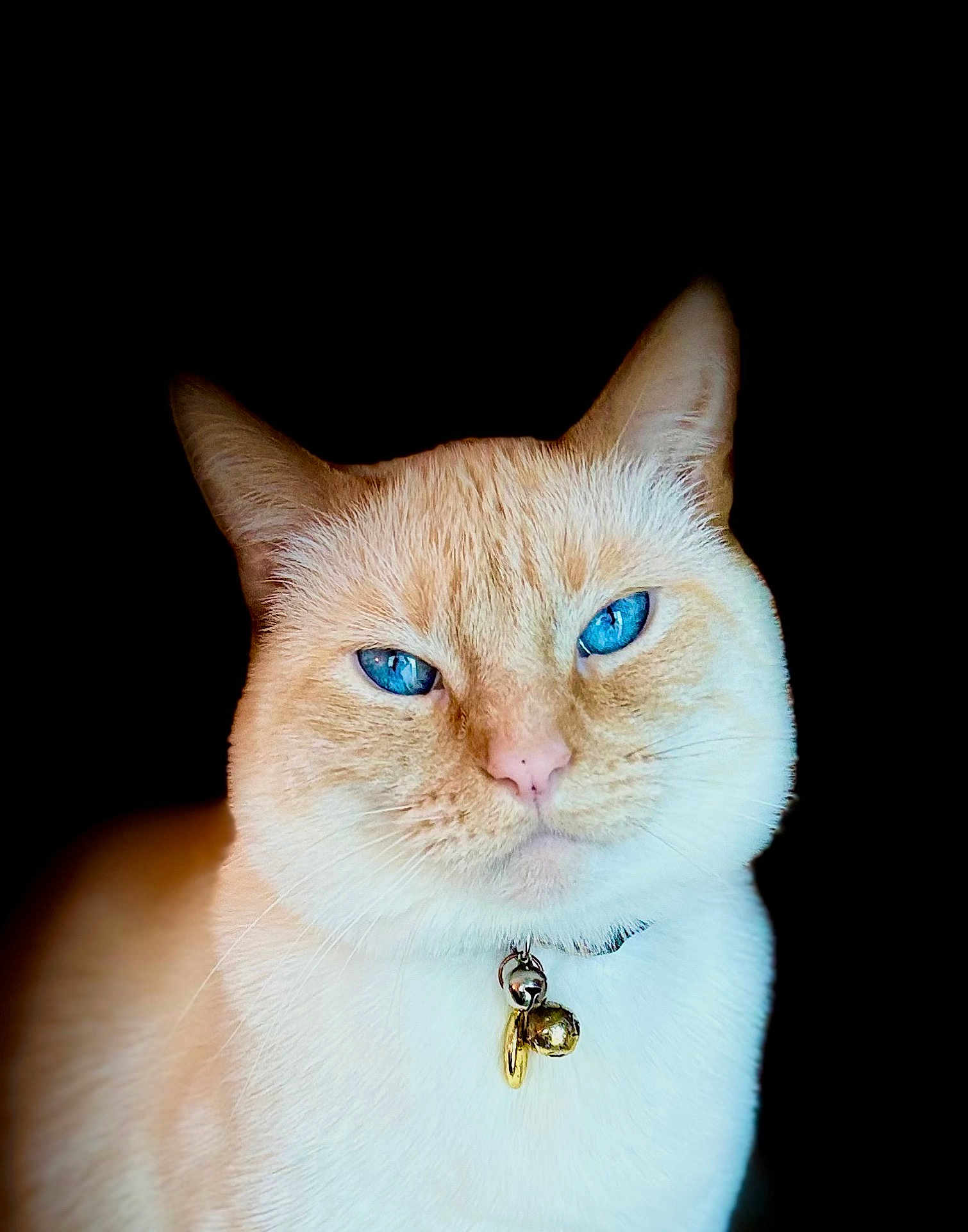 Royce joined the competition — help win amazing prizes! cat, feline, pet, cream_fur, white_fur, blue_eyes, collar, bell, portrait, close_up, whiskers, pink_nose, ears, staring, black_background, studio_lighting, domestic_cat, fluffy, indoor, animal