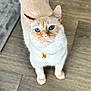 Royce is registered to the contest to win money with this photo: cat, blue_eyes, cream_fur, collar, bell, pet, feline, whiskers, ears, paws, close_up, portrait, looking_up, hardwood_floor, indoor, adorable, curious, domestic_cat, soft_fur, home
