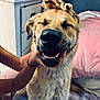 Apollo is registered to the contest to win money with this photo: dog, smiling, pet, close_up, nose, teeth, eyes_closed, headband, leopard_print, hand, owner, bedroom, bed, pillow, furniture, happy, canine, fur, portrait, indoor