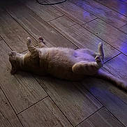 Leia joined the competition — help win amazing prizes! animal, cat, cozy, cute, domestic_animal, floor, fur, indoor, lying_down, mammal, paw, pet, playful, purple_light, relaxed, resting, shadow, sleeping, whiskers, wooden_floor