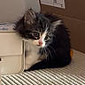 Sora joined the competition — help win amazing prizes! kitten, cat, black_and_white, fluffy, longhaired, pet, animal, feline, sitting, indoors, cardboard_box, blanket, striped, whiskers, pink_nose, blue_eyes, cute, portrait, home, cozy
