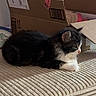 Sora is registered to the contest to win money with this photo: cat, kitten, black_and_white, fluffy, fur, animal, pet, sitting, lying_down, profile, whiskers, ears, eyes, nose, paws, sofa, couch, cardboard_boxes, indoors, home