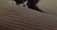 Sora is registered to the contest to win money with this photo: kitten, cat, black_and_white, pet, animal, face, eyes, ears, whiskers, curious, peeking, cushion, blanket, bedding, bedroom, indoors, cozy, portrait, dim_lighting, cute