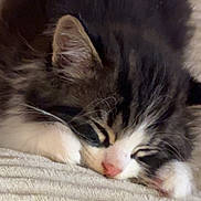 Sora is registered to the contest to win money with this photo: cat, kitten, sleeping, fluffy, tabby, black_and_white, pink_nose, whiskers, paws, fur, cute, adorable, pet, nap, cozy, blanket, indoor, close_up, portrait, relaxed