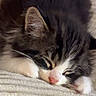 cat, kitten, sleeping, fluffy, tabby, black_and_white, pink_nose, whiskers, paws, fur, cute, adorable, pet, nap, cozy, blanket, indoor, close_up, portrait, relaxed