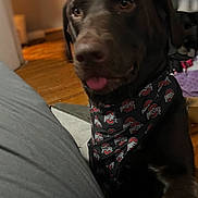 Mylo is registered to the contest to win money with this photo: dog, labrador_retriever, chocolate_lab, pet, bandana, ohio_state, tongue_out, indoor, hardwood_floor, close_up, portrait, brown_fur, sitting, curious, human_leg, blanket, home_interior, accessory, collar, expressive_eyes