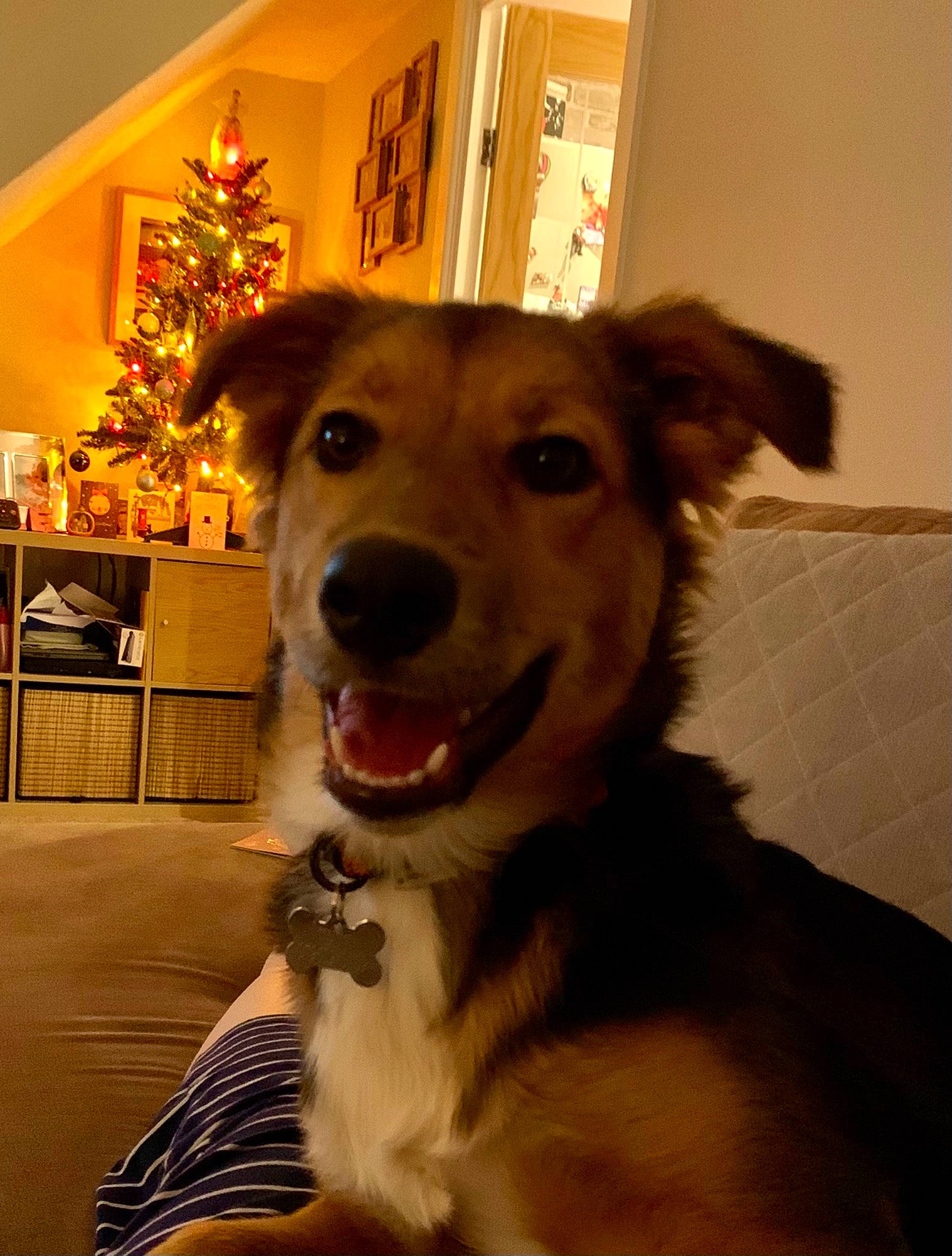 Livvy is registered to the contest to win money with this photo: canidae, carnivore, christmas_decoration, christmas_ornament, christmas_tree, collar, companion_dog, dog, dog_breed, event, fawn, fur, happy, holiday, holiday_ornament, smile, snout, sporting_group, tree, whiskers