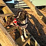 Sid is registered to the contest to win money with this photo: animal, beach, building, canine, coast, daylight, dog, gravel, harness, leash, nature, outdoor, pet, relaxing, resting, shadow, steps, summer, sunlight, wood