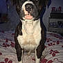Sid joined the competition — help win amazing prizes! dog, bed, floral_pattern, indoor, television, person_on_tv, black_and_white_dog, flash, glowing_eyes, furniture, shoes, shelf, teddy_bear, room, wallpaper, chain_necklace, close_up, pet, animal, sitting