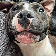 Sid joined the competition — help win amazing prizes! dog, close_up, nose, face, blanket, fur, pet, animal, lying_down, cozy, happy, smile, ears, whiskers, snout, cute, domestic_animal, muzzle, sleepy, relaxed