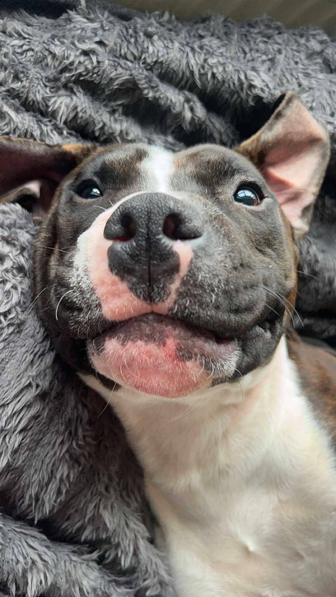Sid joined the competition — help win amazing prizes! dog, close_up, nose, face, blanket, fur, pet, animal, lying_down, cozy, happy, smile, ears, whiskers, snout, cute, domestic_animal, muzzle, sleepy, relaxed