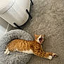 animal, cat, pet, homedecor, furniture, canine, dog, manx, kitten, couch, cushion, chair, person, sleeping, abyssinian, indoors, interiordesign, bodypart, mouth, dogbed