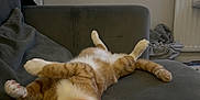 couch, furniture, architecture, building, indoors, livingroom, room, electronics, screen, computerhardware, hardware, monitor, animal, cat, pet, interiordesign, tv, person, head, art