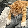 blanket, animal, cat, pet, kitten, person, sleeping, quilt, abyssinian, furniture, manx, couch, homedecor, linen, towel, laundry, bed, cushion