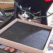 Stitch a rejoint le concours — aidez-le/la à gagner de superbes lots ! animal, black_and_white_cat, cat, chair, cozy, curious, cushioned_tray, domestic_cat, furniture, guitar_pattern, household, indoor, paws, pet, relaxed, resting, string_lights, table, tablecloth, whiskers