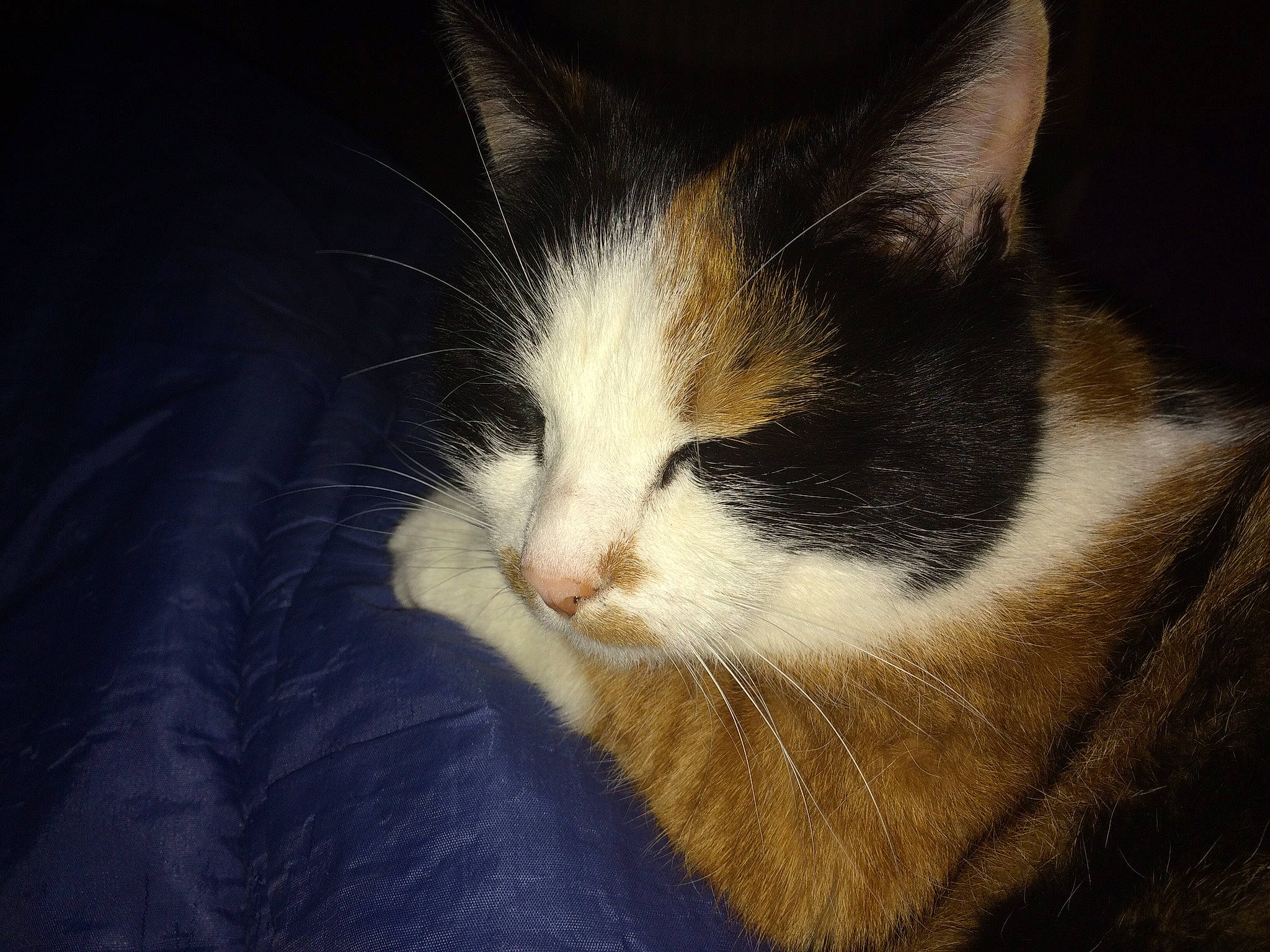 Poucinette participe au concours pour gagner de l'argent avec cette photo : carnivore, cat, cloud, comfort, darkness, domestic_short_haired_cat, felidae, fur, nap, paw, sky, sleep, small_to_medium_sized_cats, snout, tail, whiskers, window, wood