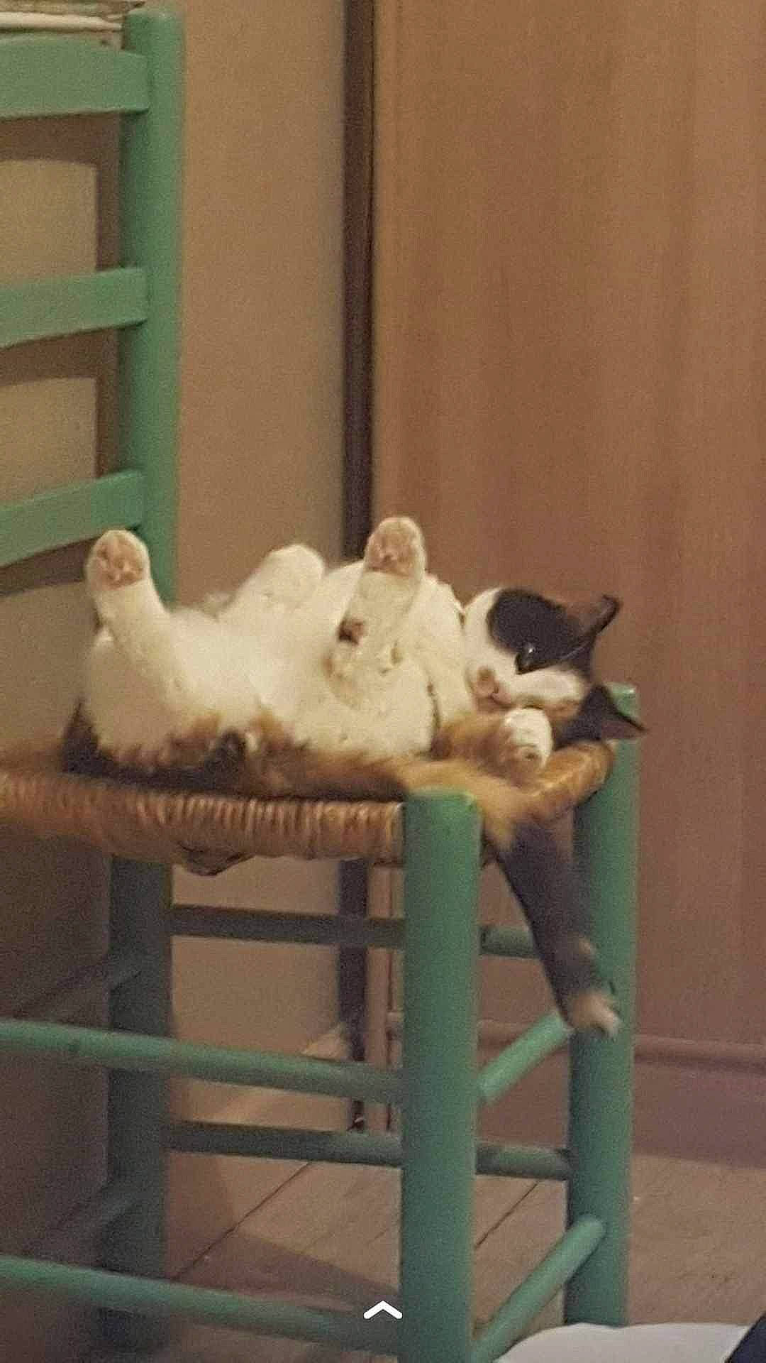 Poucinette a rejoint le concours — aidez-le/la à gagner de superbes lots ! canidae, carnivore, cat, cat_supply, chair, comfort, companion_dog, domestic_short_haired_cat, fawn, felidae, fur, hardwood, room, sitting, small_to_medium_sized_cats, snout, sporting_group, tail, whiskers, wood