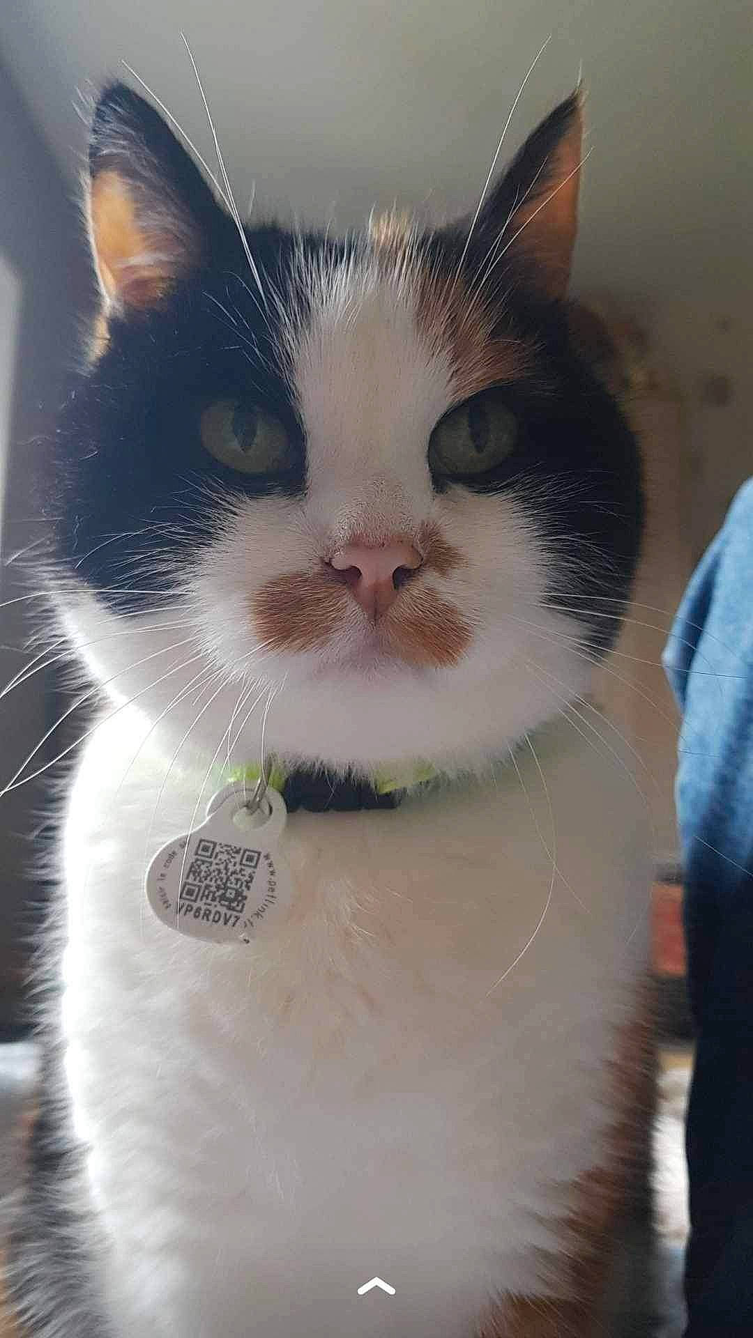 Poucinette participe au concours pour gagner de l'argent avec cette photo : carnivore, cat, claw, collar, comfort, domestic_short_haired_cat, eye, eyelash, felidae, foot, fur, mammal, moustache, paw, small_to_medium_sized_cats, snout, tail, terrestrial_animal, whiskers, window