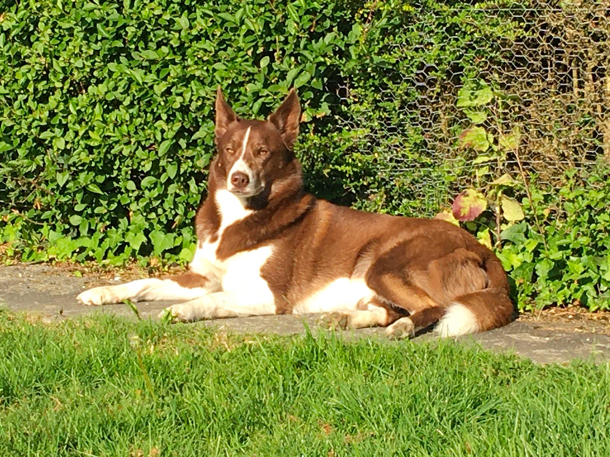 Shelly a rejoint le concours — aidez-le/la à gagner de superbes lots ! ancient_dog_breeds, canidae, canis, carnivore, companion_dog, dog, dog_breed, grass, groundcover, herding_dog, non_sporting_group, plant, sporting_group, street_dog, tail, terrestrial_animal, whiskers, working_animal, working_dog