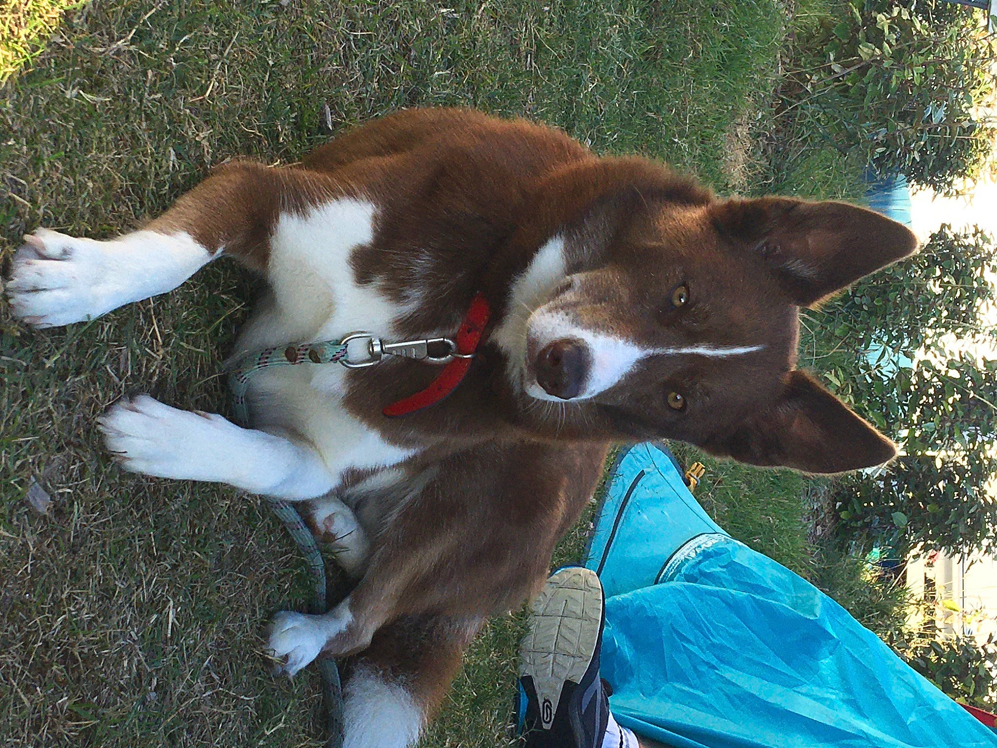 Shelly a rejoint le concours — aidez-le/la à gagner de superbes lots ! canidae, carnivore, collar, companion_dog, dog, dog_breed, electric_blue, fawn, fur, grass, herding_dog, liver, plant, snout, sporting_group, tail, tree, whiskers, working_animal, working_dog