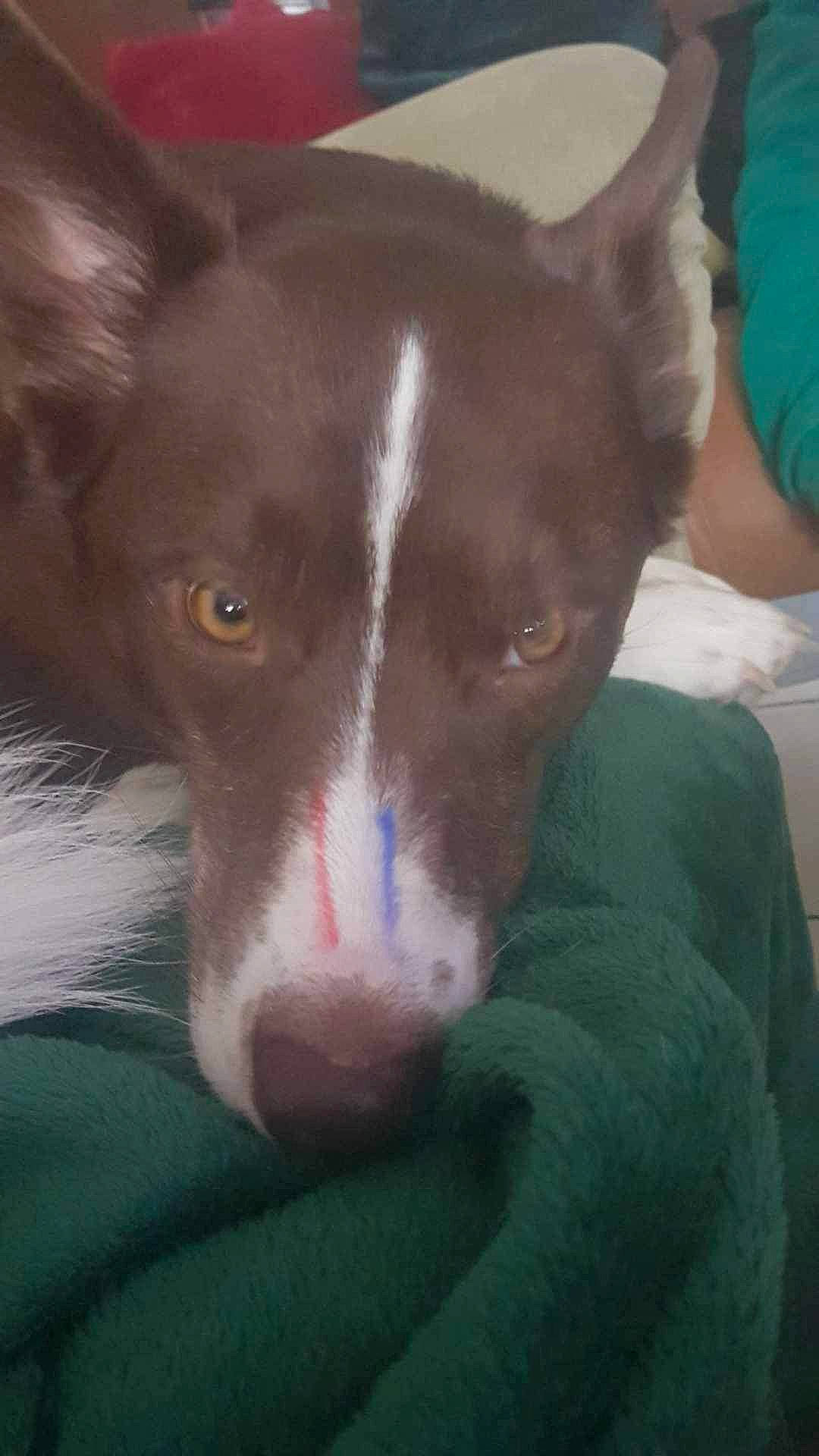 Shelly a rejoint le concours — aidez-le/la à gagner de superbes lots ! canidae, carnivore, comfort, companion_dog, dog, dog_breed, ear, fawn, liver, non_sporting_group, snout, sporting_group, terrestrial_animal, whiskers, working_animal