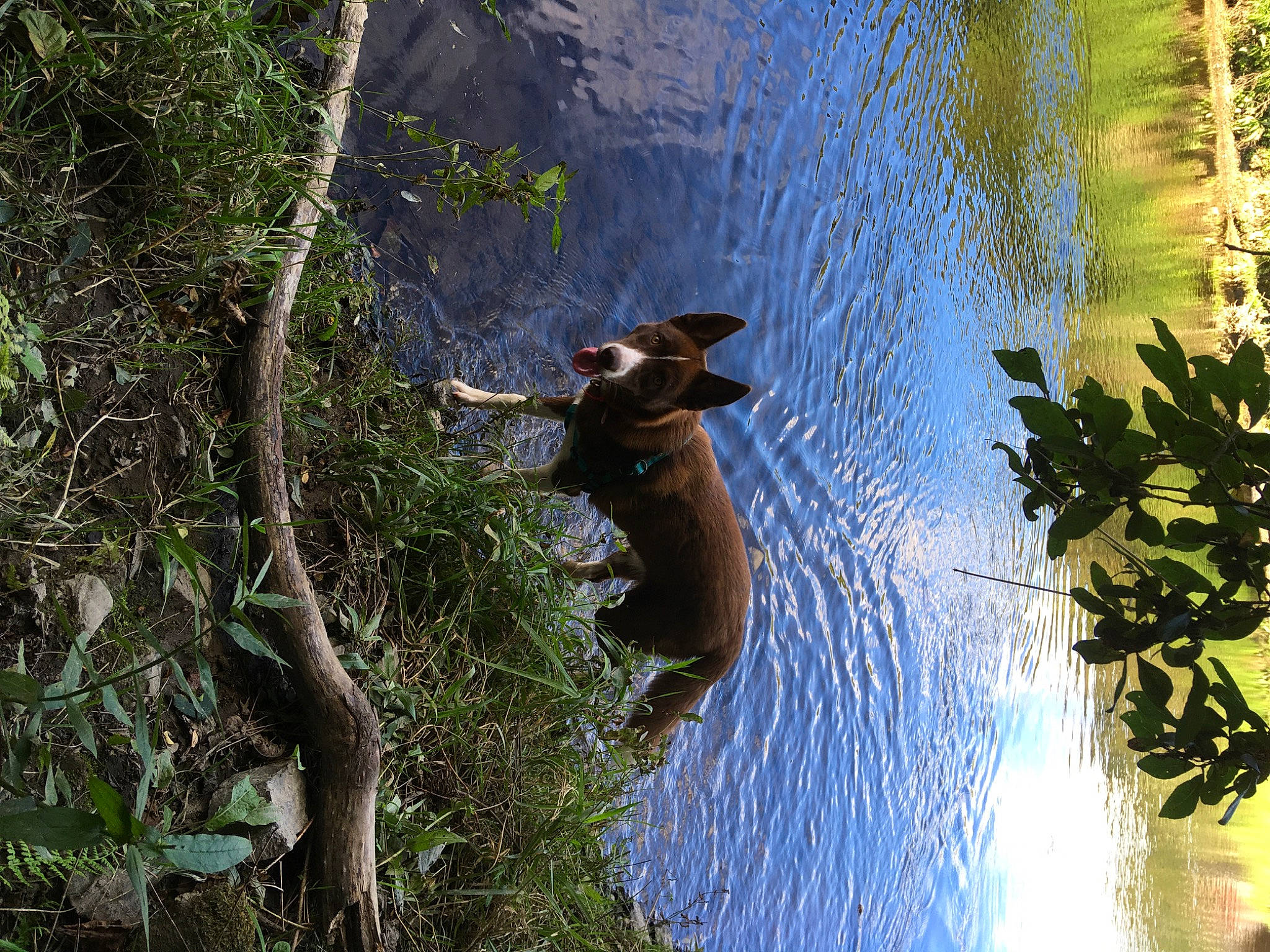 Shelly a rejoint le concours — aidez-le/la à gagner de superbes lots ! bank, biome, branch, dog, forest, grass, jungle, lake, landscape, natural_landscape, plant, riparian_zone, tail, tree, trunk, vegetation, water, watercourse, wood, working_animal