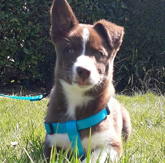 Shelly a rejoint le concours — aidez-le/la à gagner de superbes lots ! ancient_dog_breeds, carnivore, collar, companion_dog, dog, dog_breed, dog_collar, dog_supply, grass, herding_dog, plant, puppy, tail, terrestrial_animal, whiskers, working_animal, working_dog