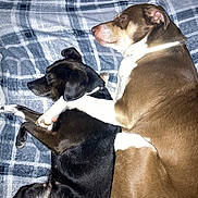 Lilly And Mango is registered to the contest to win money with this photo: dog, sleeping, snuggling, brown_dog, black_dog, blanket, plaid, pet, animal, cozy, cute, indoor, two_dogs, fur, resting, companion, friendship, domestic_animal, paw, relaxation