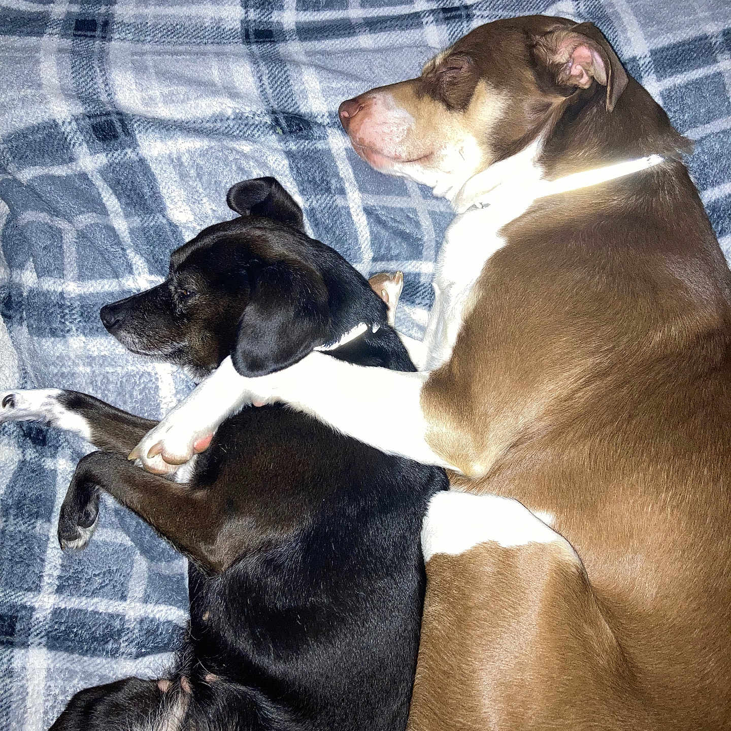 Lilly And Mango is registered to the contest to win money with this photo: animal, black_dog, blanket, brown_dog, companion, cozy, cute, dog, domestic_animal, friendship, fur, indoor, paw, pet, plaid, relaxation, resting, sleeping, snuggling, two_dogs