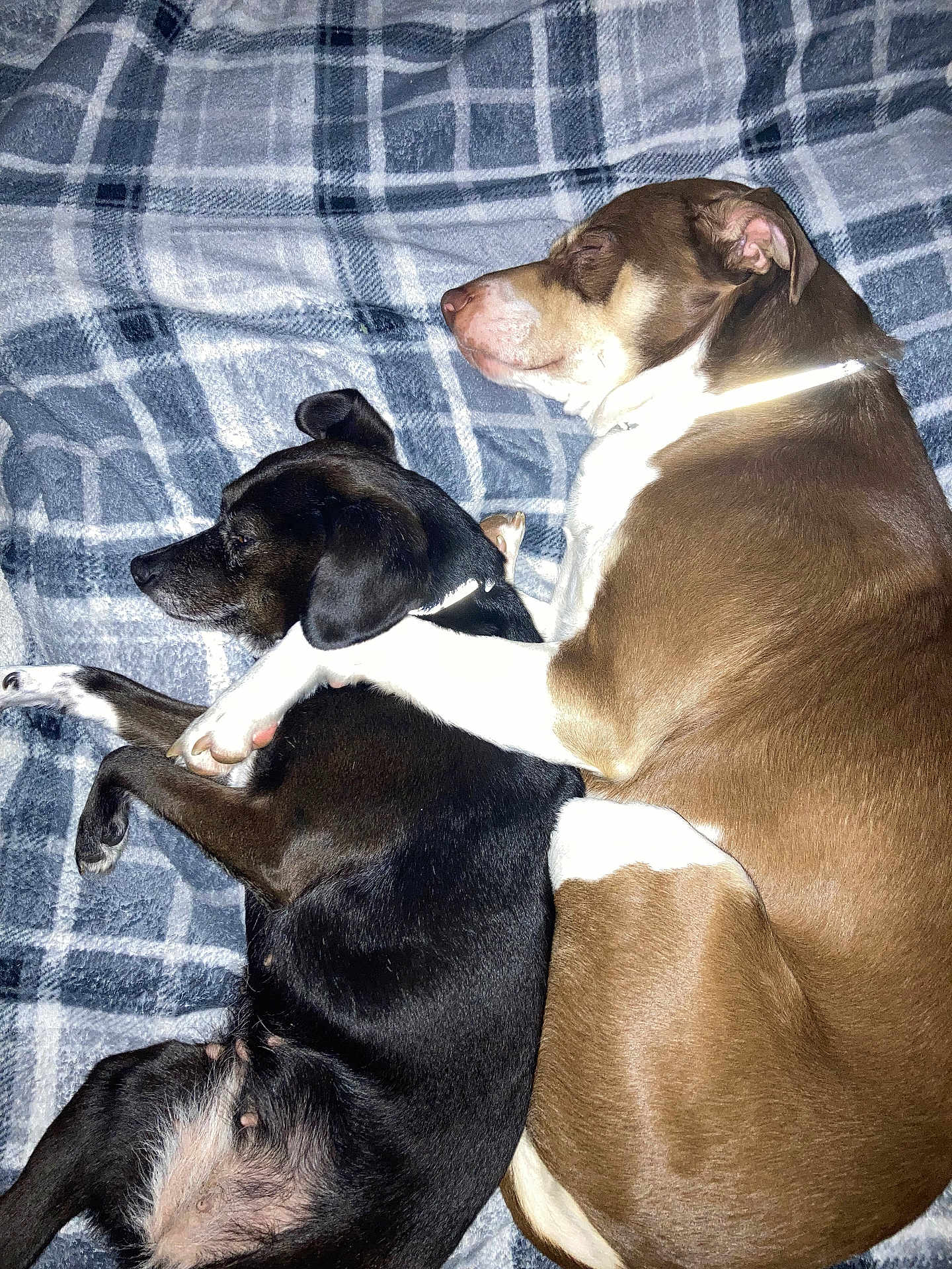 Lilly And Mango is registered to the contest to win money with this photo: dog, sleeping, snuggling, brown_dog, black_dog, blanket, plaid, pet, animal, cozy, cute, indoor, two_dogs, fur, resting, companion, friendship, domestic_animal, paw, relaxation