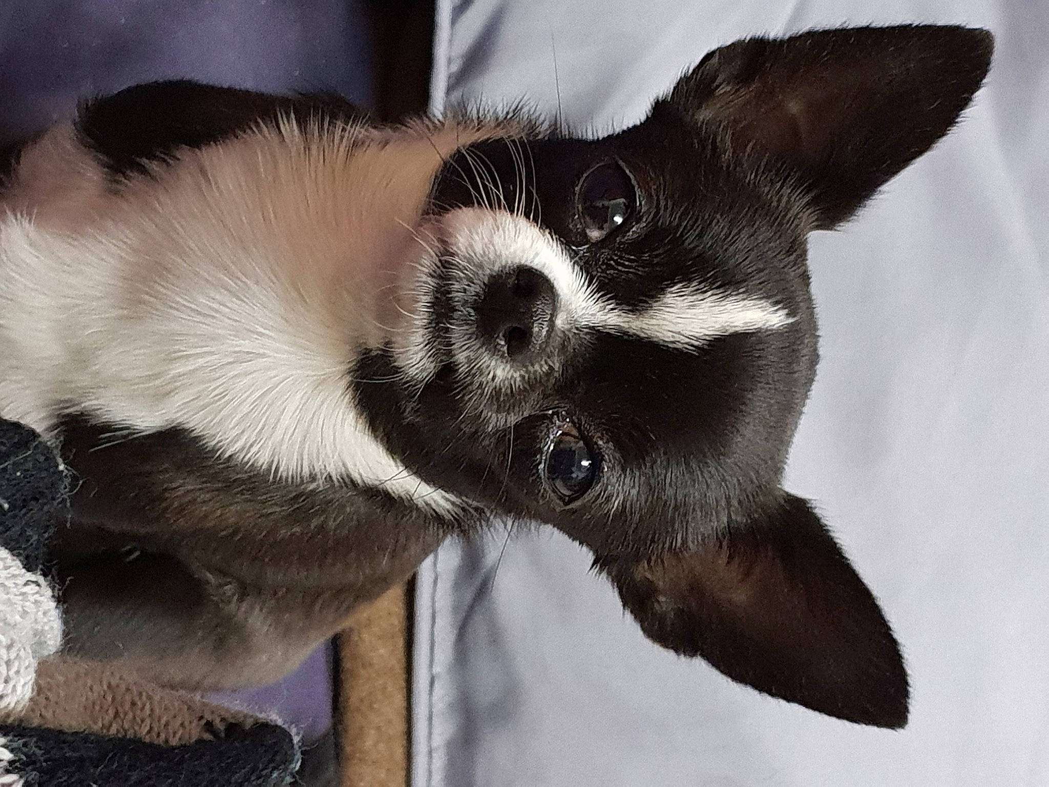 Riana participe au concours pour gagner de l'argent avec cette photo : canidae, carnivore, claw, collar, companion_dog, dog, dog_breed, fawn, fur, jaw, non_sporting_group, paw, snout, sporting_group, terrestrial_animal, whiskers, working_animal