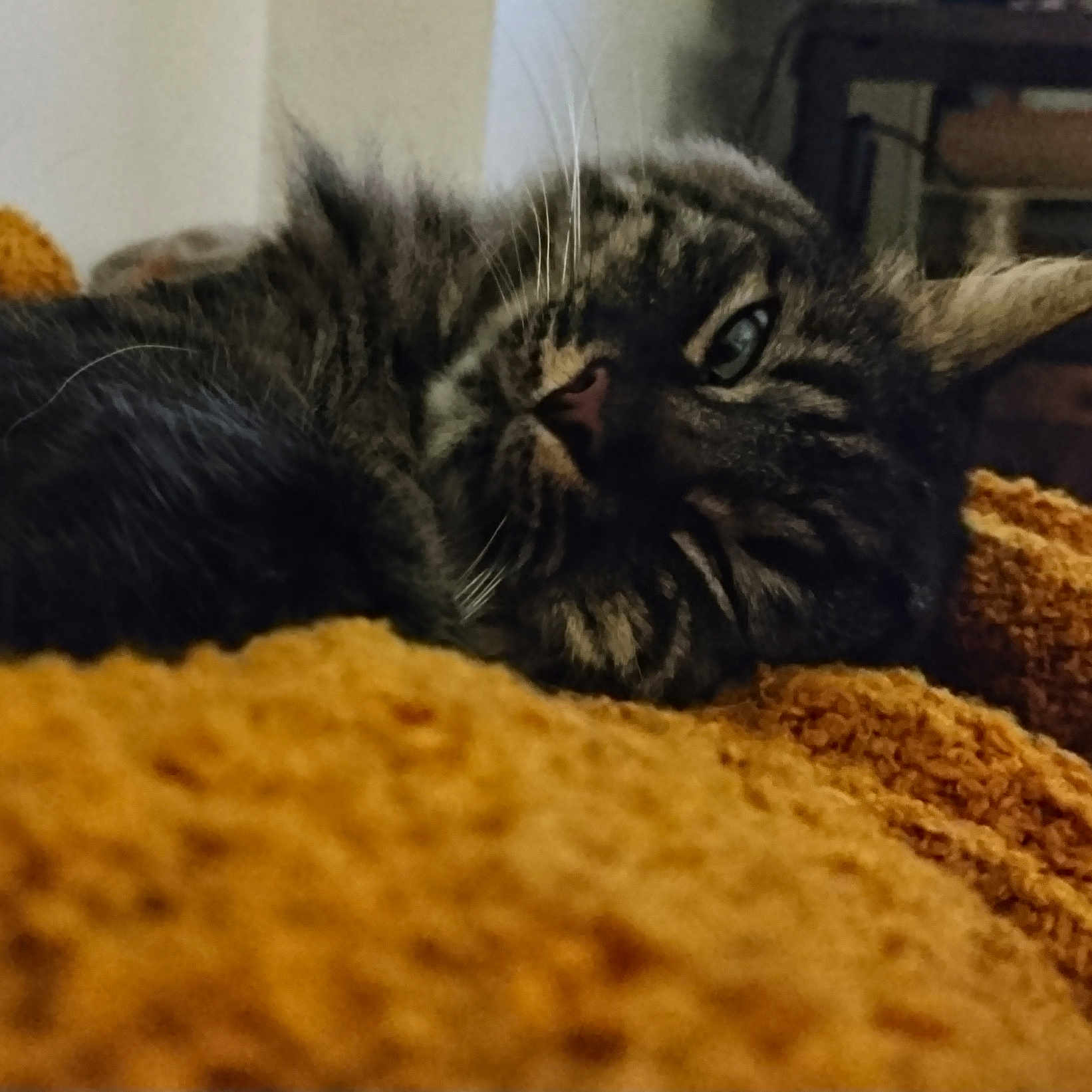 Roby a rejoint le concours — aidez-le/la à gagner de superbes lots ! cat, tabby, pet, animal, feline, close_up, resting, relaxed, orange_blanket, indoor, fur, whiskers, sleepy, cozy, texture, eye, nose, paw, soft, domestic