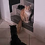 cat, ginger_cat, black_cat, stairs, indoor, floor, tile_floor, pet, animal, feline, sitting, curious, quiet, home, cozy, looking, tail, fur, shadow, shoes
