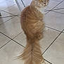 cat, orange_cat, fluffy_tail, pet, indoor, tiled_floor, looking_back, fur, whiskers, ears, animal, cute, domestic_cat, tail, eyes, mouth_open, home, floor_tiles, feline, sitting
