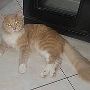 Viking a rejoint le concours — aidez-le/la à gagner de superbes lots ! animal, appliance, cat, cute, domestic_cat, ears, floor_tiles, fluffy_tail, fur, home, indoor, looking_at_camera, lying_down, orange_cat, pet, relaxed, tiled_floor, whiskers, white_paws, yellow_eyes