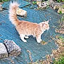Viking a rejoint le concours — aidez-le/la à gagner de superbes lots ! cat, orange_cat, white_paws, fluffy_tail, outdoor, rocks, grass, blue_tarp, alert, animal, pet, nature, fur, whiskers, side_view, standing, daylight, curious, mammal, garden